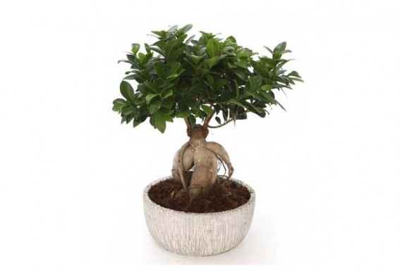 ginseng bonsai