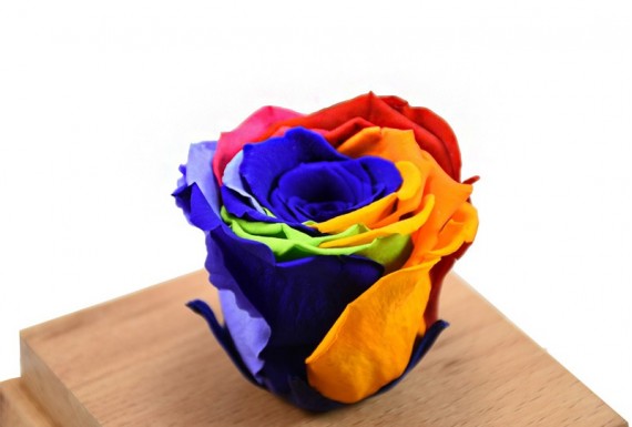 Eternal colorful rose