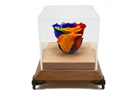 Eternal colorful rose