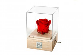 Musical Eternal Rose